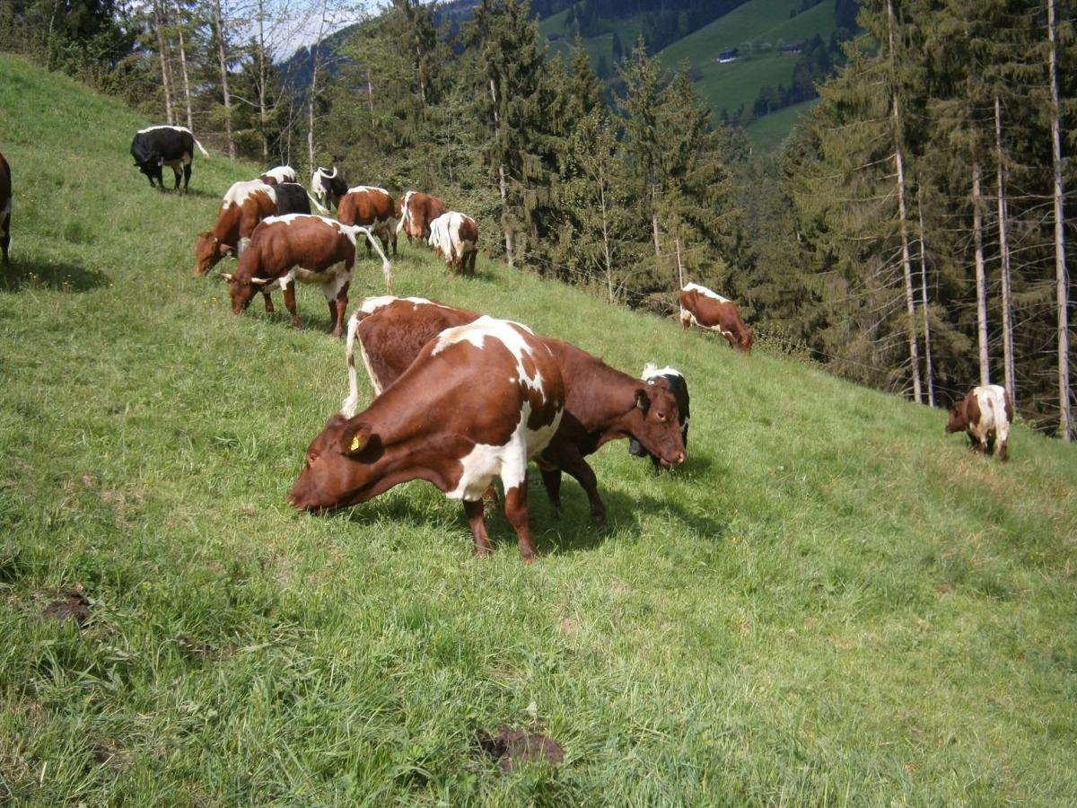 Filzenhof Apartamento Kitzbühel Quarto foto